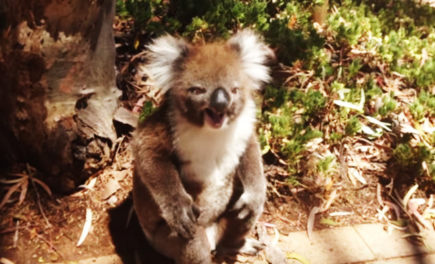 VIDEO: Koala throws tantrum after getting kicked out of tree