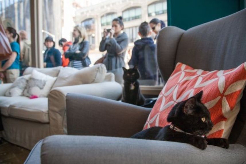 Woman hoping to open Boston cat cafe signs lease Metro US