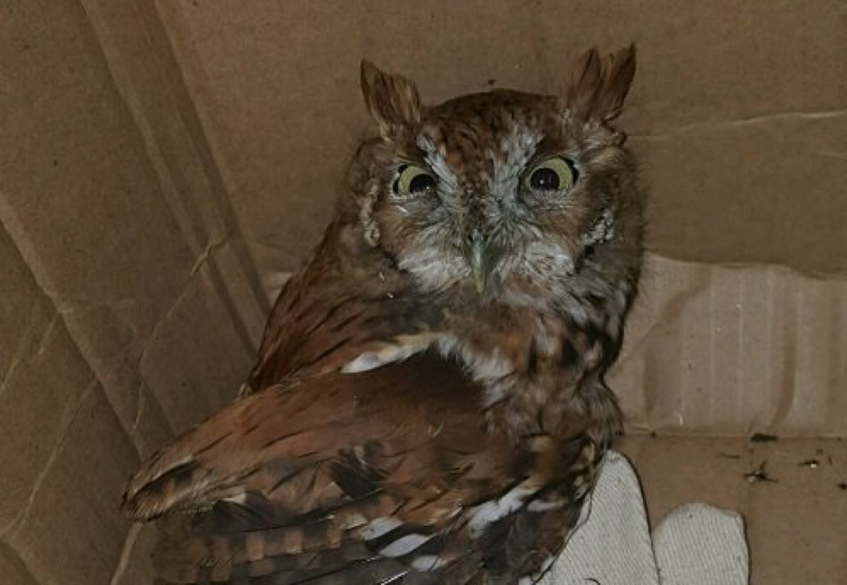 Owl hits head on MBTA train, transported to hospital by employee