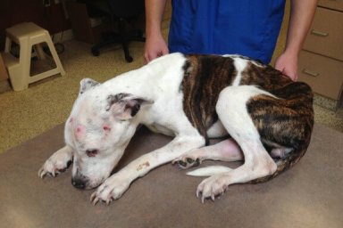Police seek help after tortured dog found in Quincy