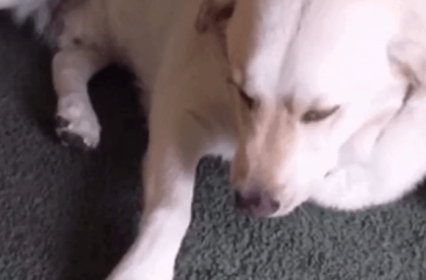 VINE VID: Ralph the dog tries to hide tater tots in his mouth