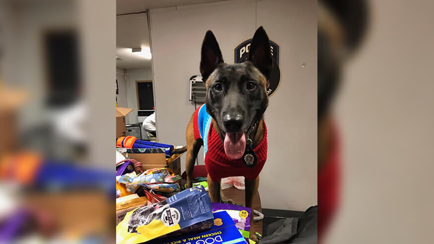 NYPD K9 hopes to bring Holiday cheer to deployed dogs overseas