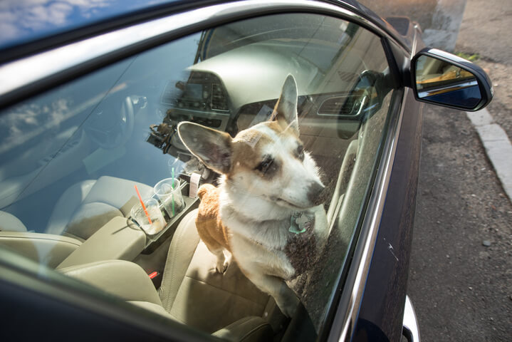 Proposal allows more leeway to save an animal locked in a hot vehicle