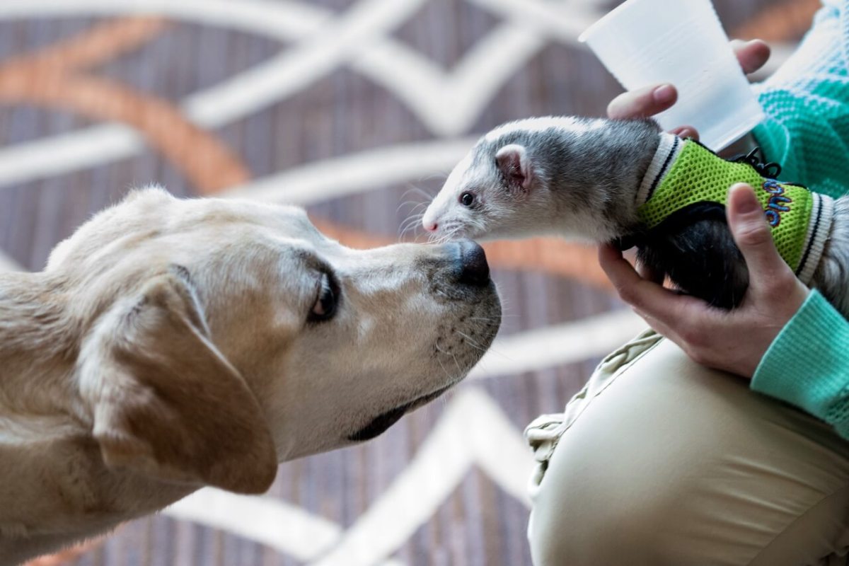 Ferret Fail: Health department votes to keep ban against “little weasels”