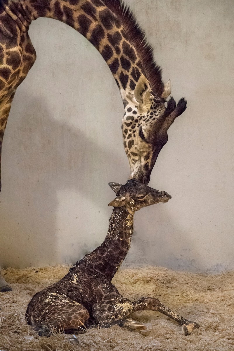 Stop stressing about the holiday and look at this newborn giraffe