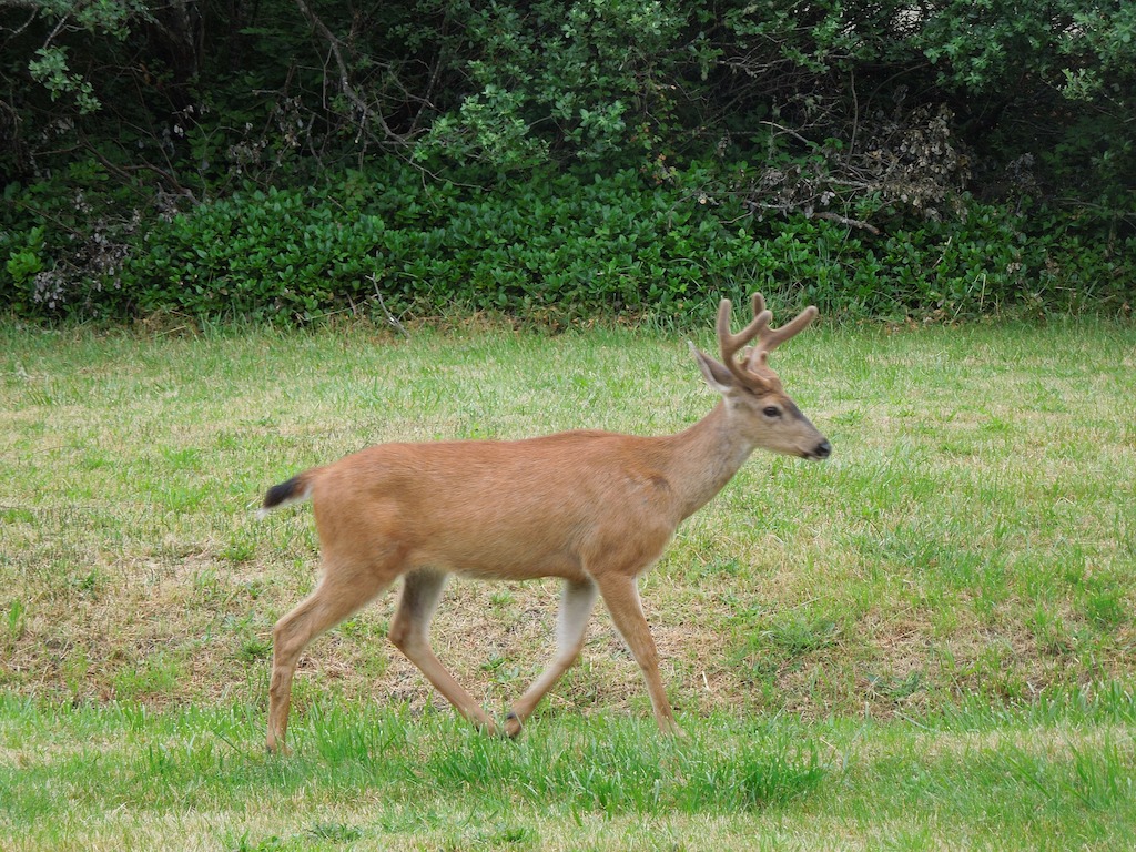 Upper Manhattan fawns over sighting of one-antlered deer