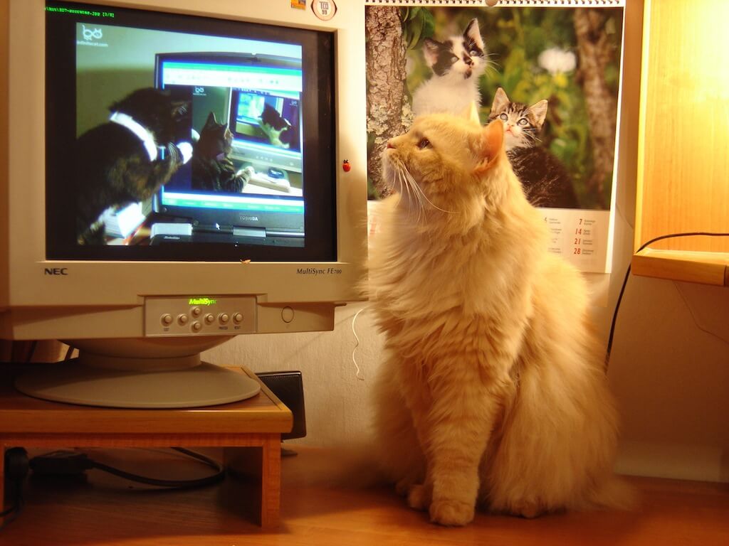How did cat videos take over the Internet?