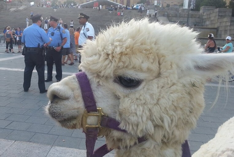That llama in Philly to protest the DNC is actually an alpaca