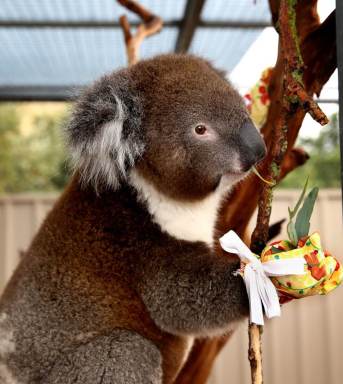 PHOTOS: Koala receives mittens after suffering burn injuries
