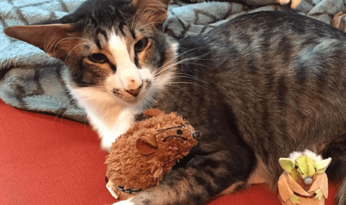 Adam Driver cat has a new home, name and Instagram