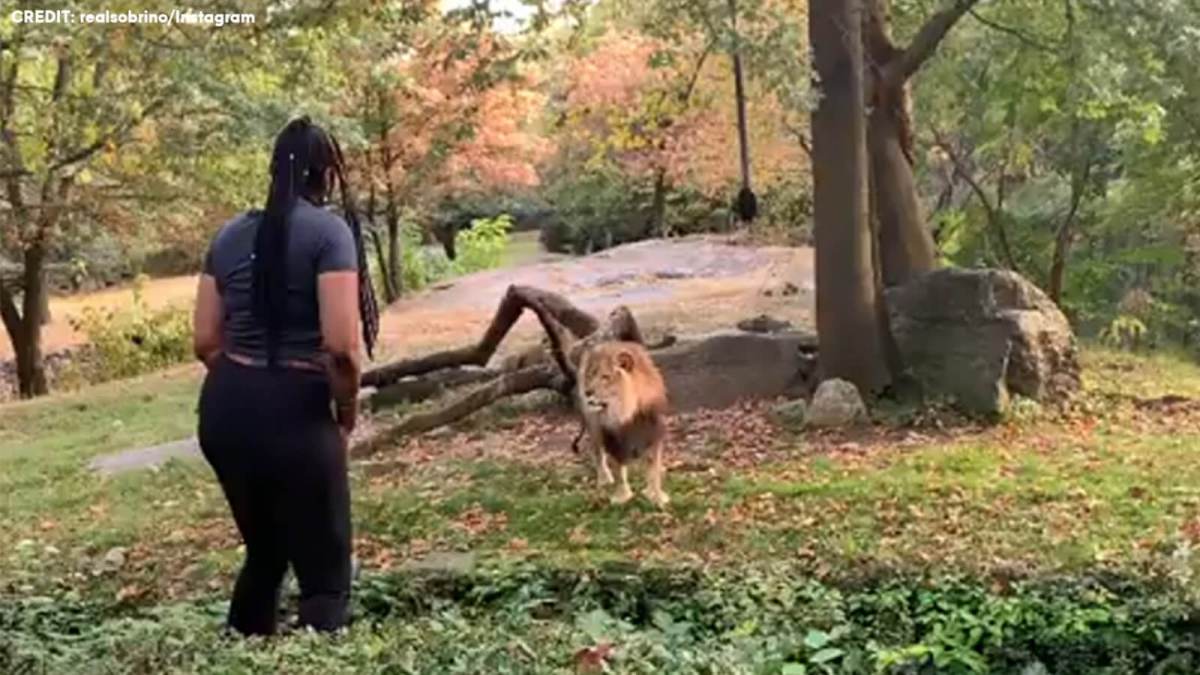 Arrest warrant issued for Bronx Zoo’s ‘Lion Queen’