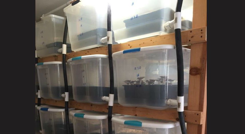Nearly $2M in psychedelic mushrooms seized from Brooklyn grow house: DA