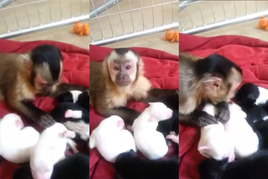 VIRAL VIDEO: Monkey gently pets adorable puppies
