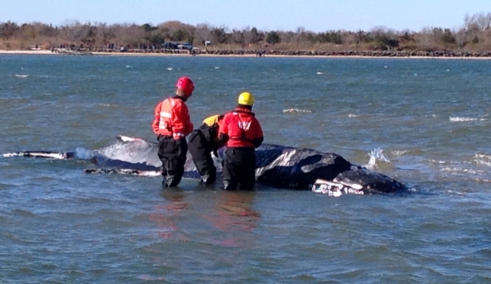 Humpback whale trapped in Long Island bay euthanized