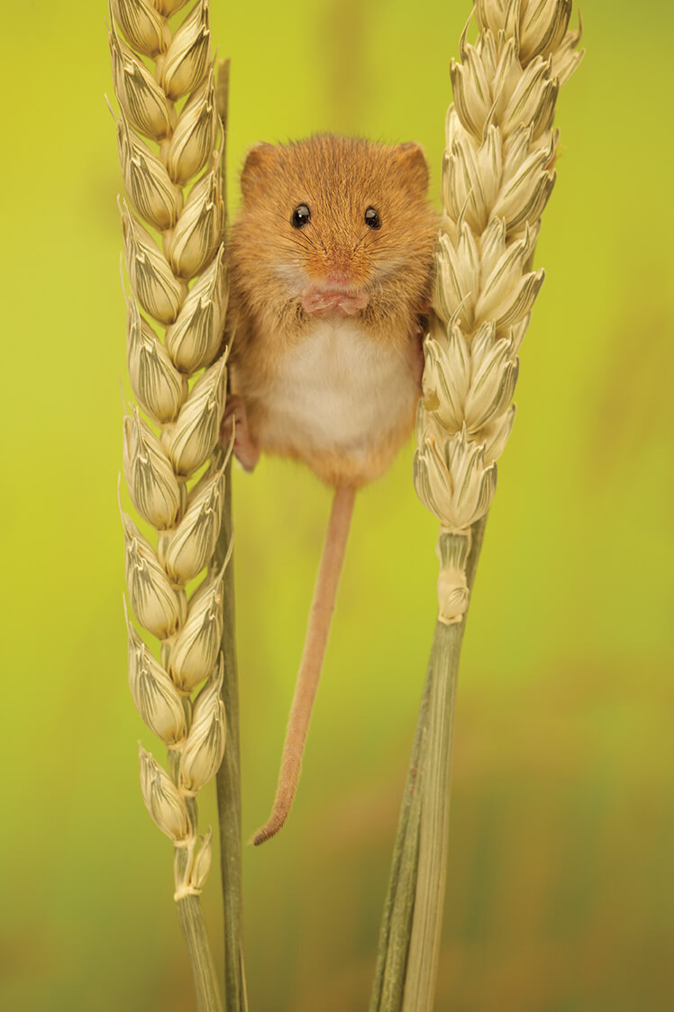 PHOTO: Adorable mouse balances itself between pieces of wheat