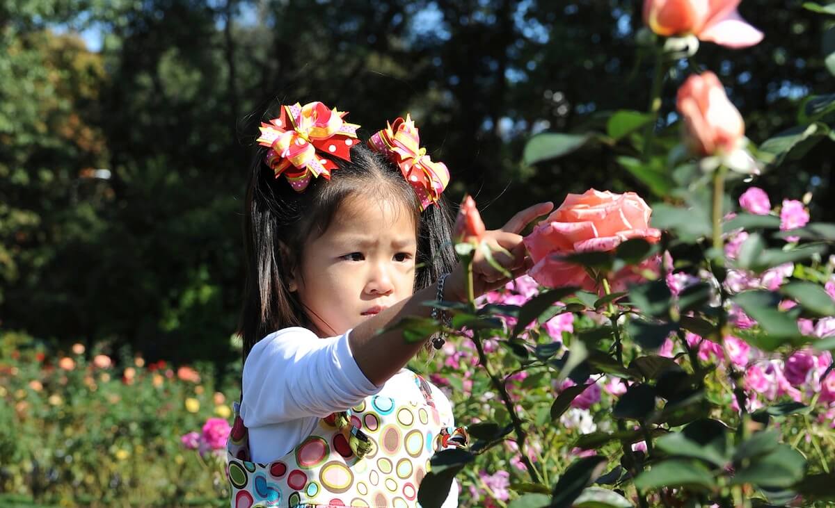 Roses take the spotlight at New York Botanical Garden