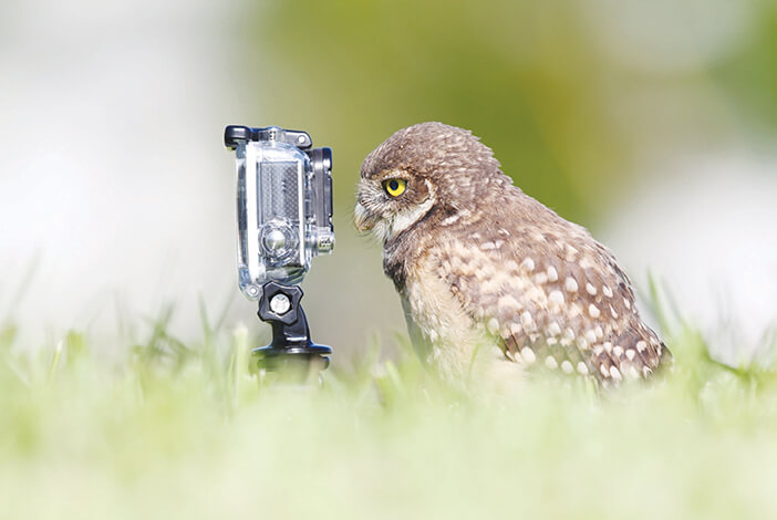 PHOTO: Wildlife photographer catches owl taking a selfie