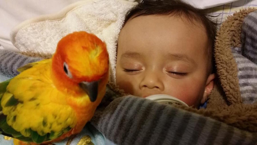 Revere family searches for autistic son’s missing ’emotional support’ parrot