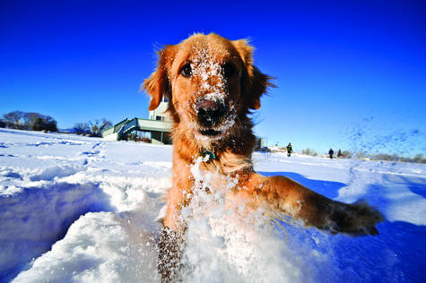 How to protect your pet in the winter