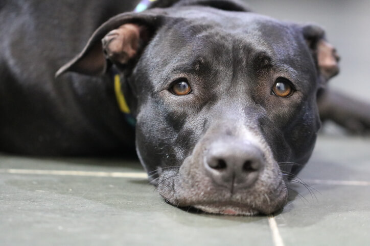 Emotional Support dog stolen in Brooklyn