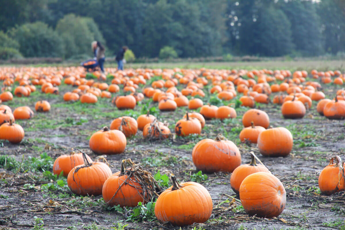 Pick your own pumpkin at the best farms in and near NYC