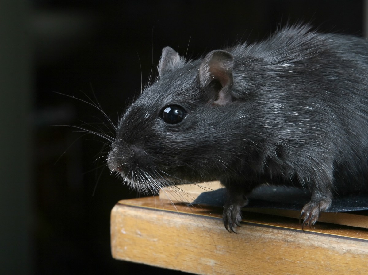 Rodents in restaurants are top complaints of NYC diners: Report