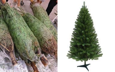 LIVE POLL: Which kind of Christmas tree do you prefer?