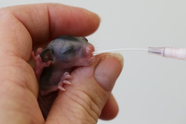 PHOTOS: Adorable baby sugar gliders will warm your heart