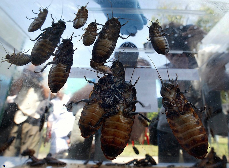 Show your love by naming a roach at the Bronx Zoo