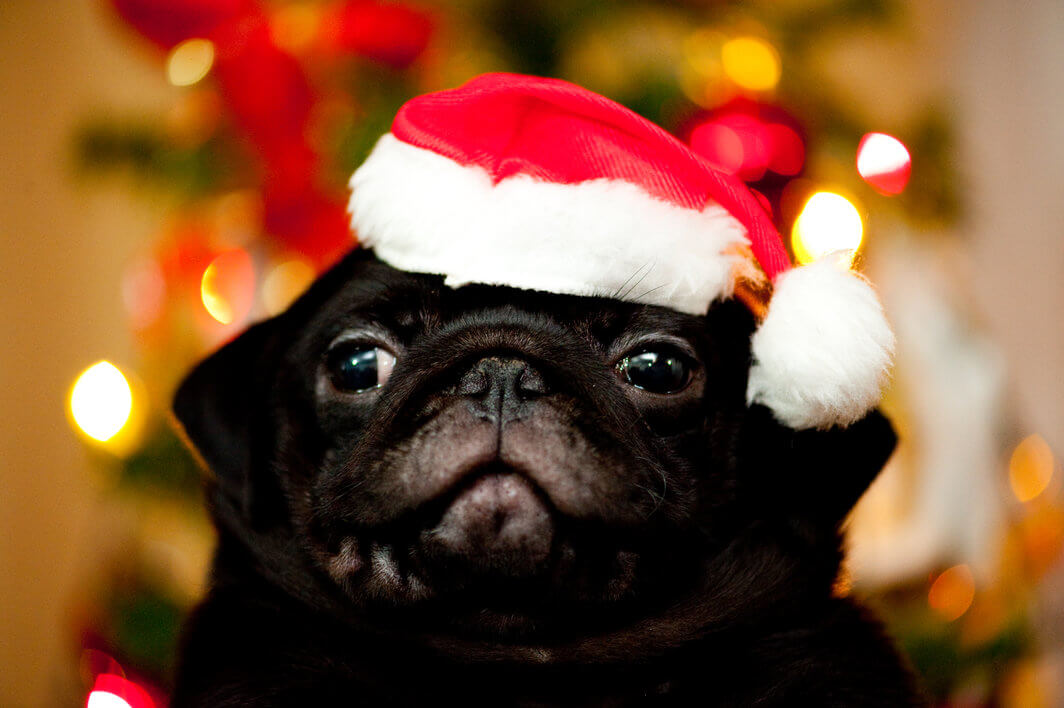 What not to feed your dog this holiday season