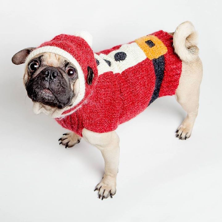 Where to take holiday pics of your pooch
