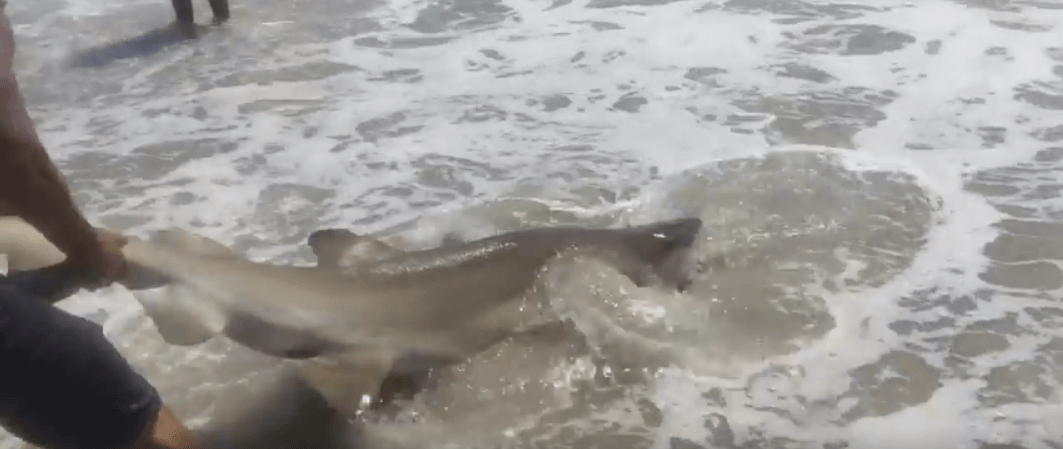 Boy, 13, catches 250-pound shark in fishing line off Jersey coast