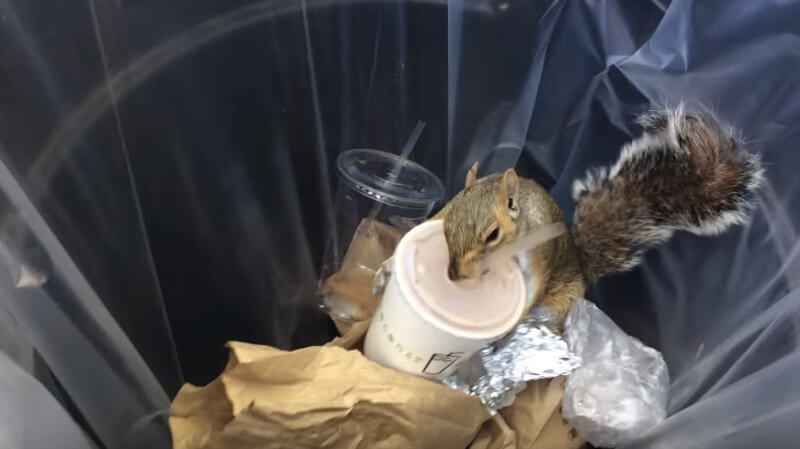 VIDEO: Milkshake Squirrel Steals Shake Shack from NYC Garbage