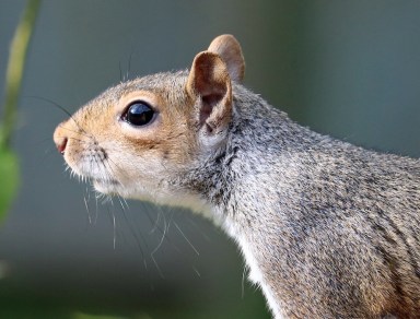 LISTEN: 911 call about a rampaging squirrel in a Florida retirement home
