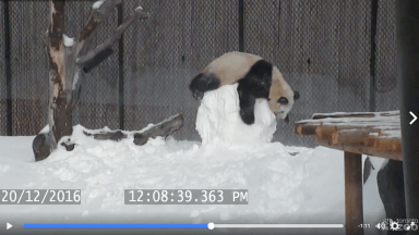 WATCH: Panda face-plants while playing with a snowman