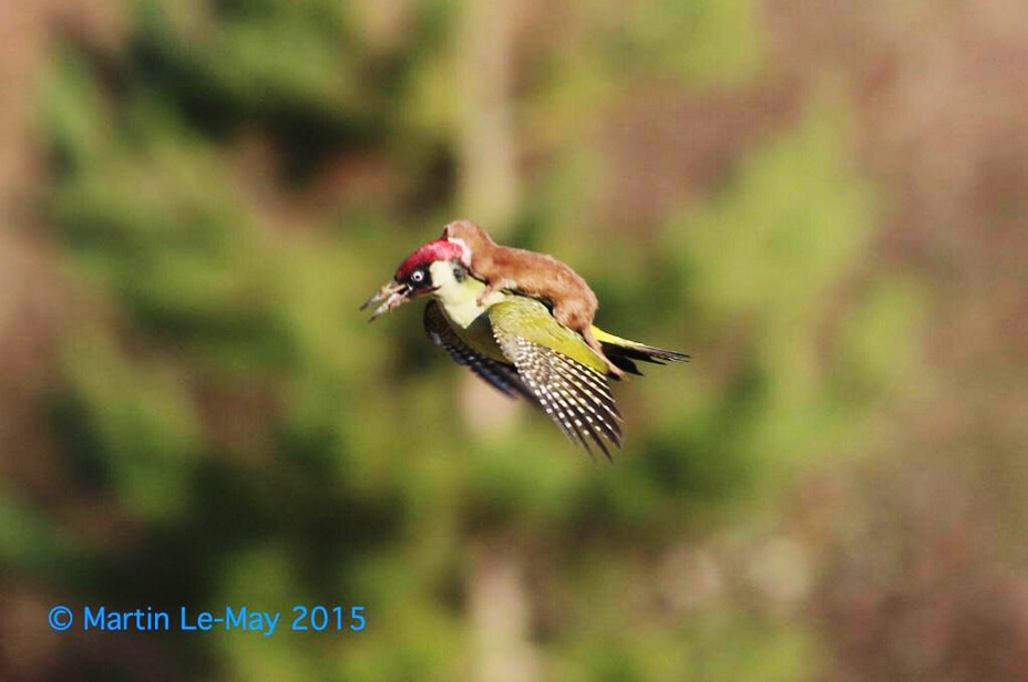 VIRAL PHOTO: Photographer captures weasel riding a woodpecker