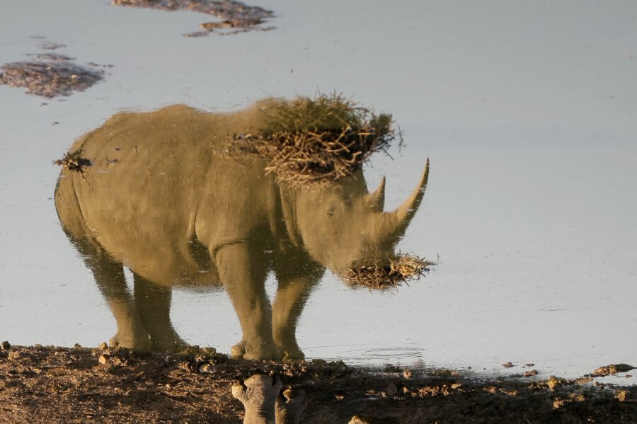 PHOTO: Photographer captures rhino at perfect moment