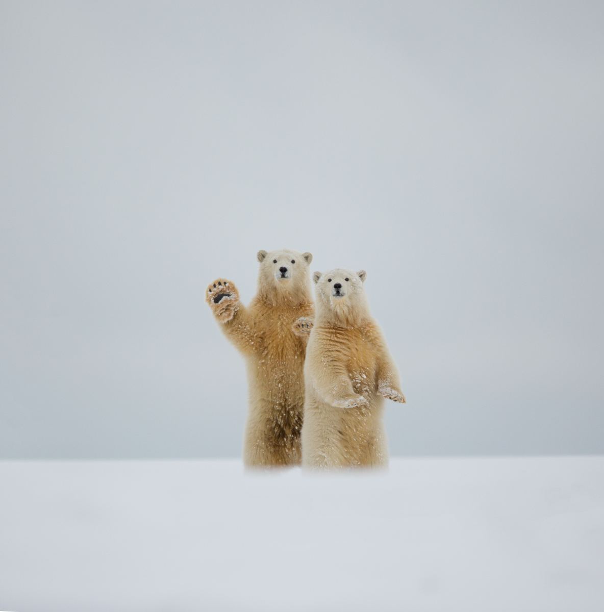 PHOTO: Polar bear gives friendly wave to camera