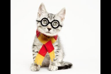 Photos: Adorable orphaned felines get dressed to impress