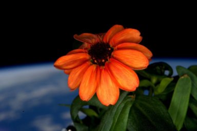 PHOTOS: Astronaut captures first flower to grow in space