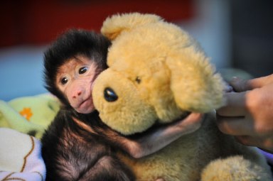 PHOTOS: Baby baboon cuddles teddy bear because it has no mother