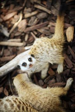 PHOTOS: Adorable baby meerkats frolic with mom at Australian zoo