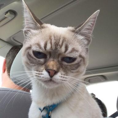 PHOTOS: Meet Sauerkraut, the latest Internet cat sensation
