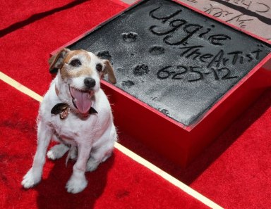 PHOTOS: Uggie, dog star from ‘The Artist’ dies at age 13