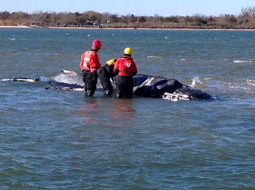 Stranded humpback whale off Long Island euthanized
