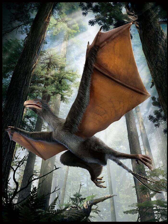 Bat-winged dinosaur discovered in China