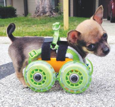 PHOTOS: Adorable chihuahua born with two legs gets 3D-printed wheelchair