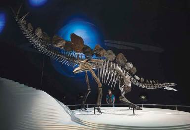 PHOTOS: The world’s most complete stegosaurus fossil unveiled to public