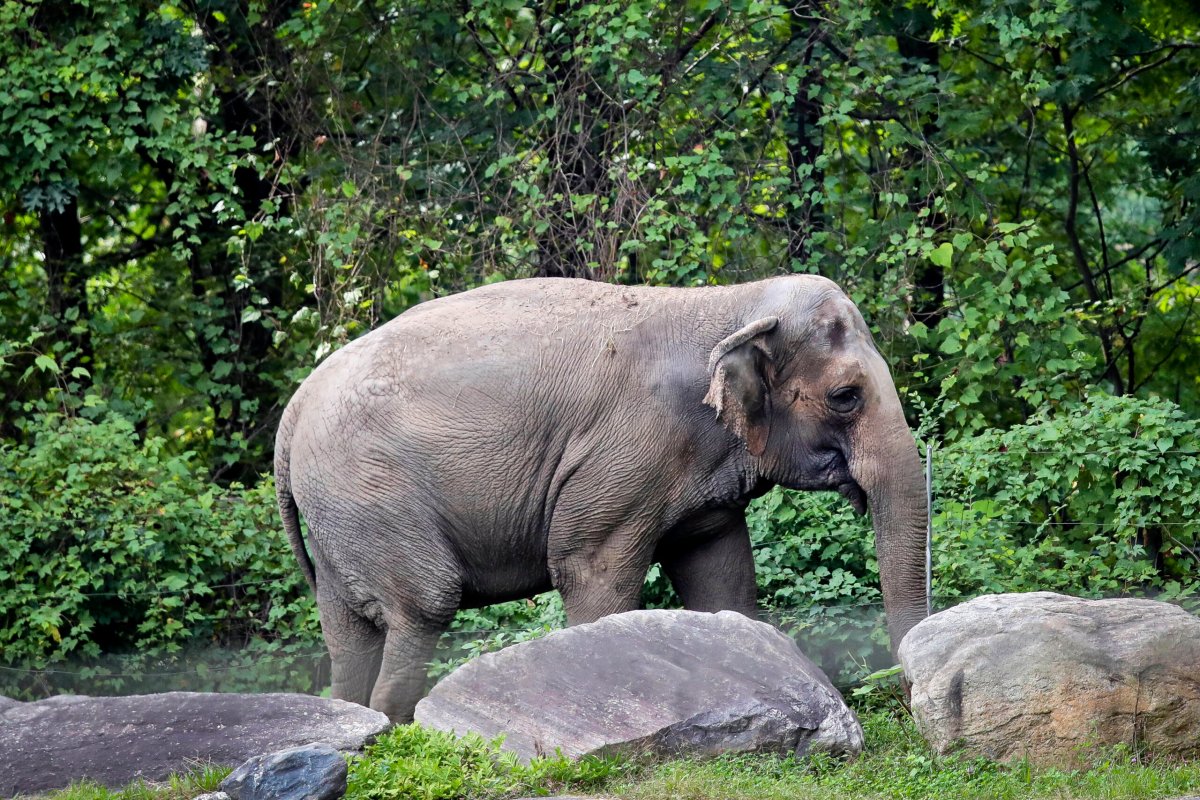 Bronx Zoo Elephant Lawsuit