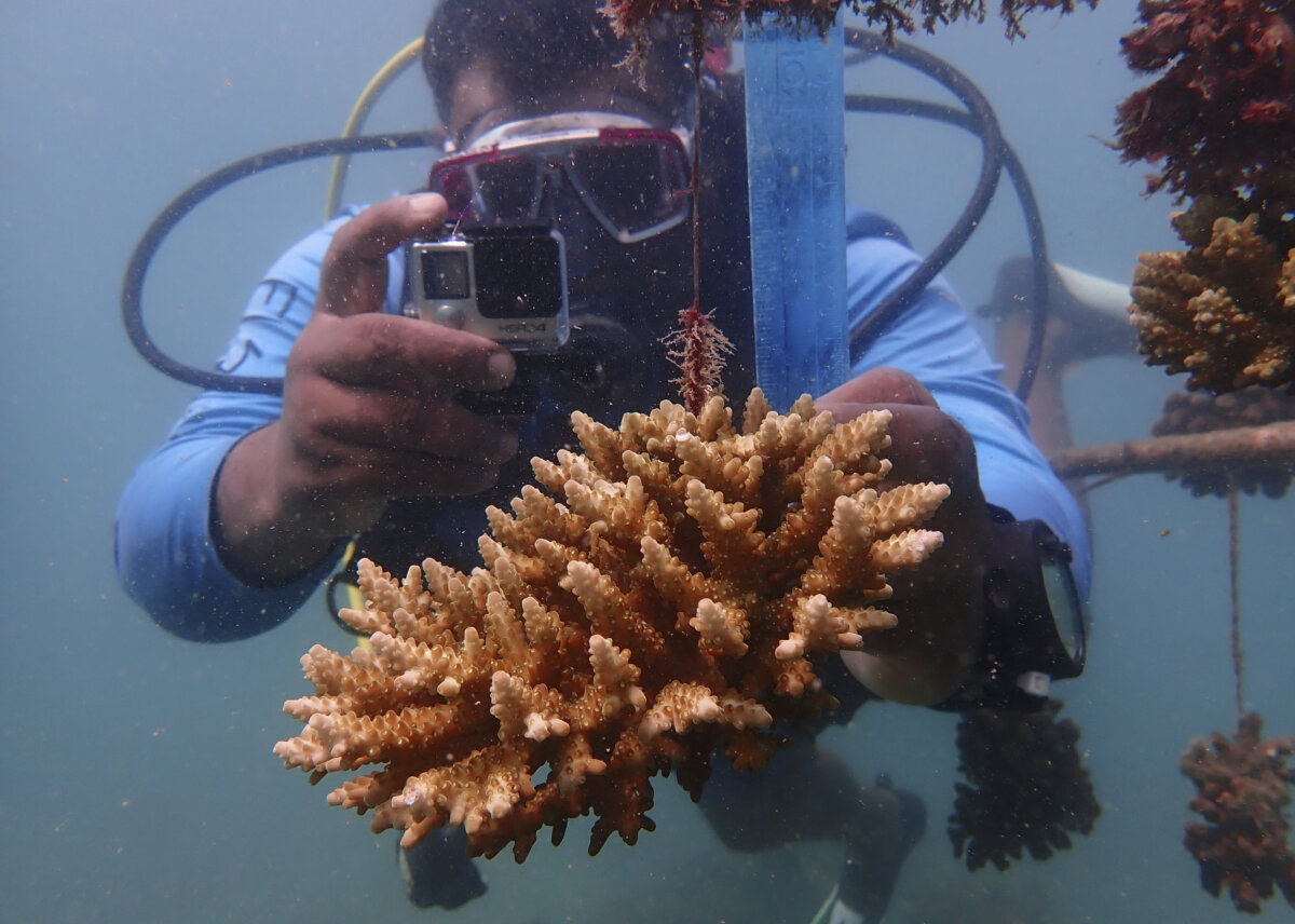 APTOPIX Climate Coral Reefs